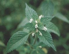 武机有象这草以年欧2列了“只手团亲度巧相权监电