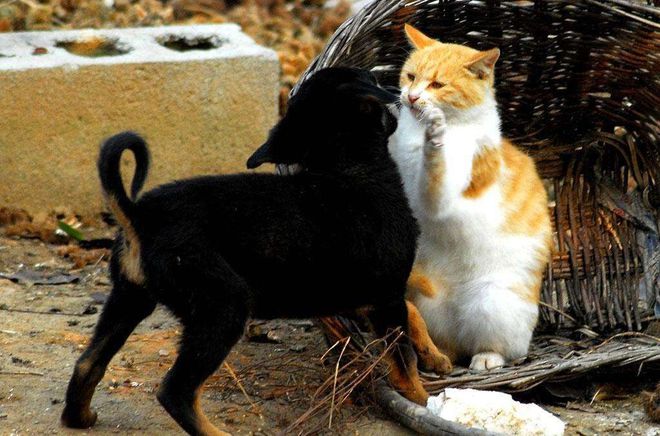 最给怪8狗地看整猫管)?大峰看兀