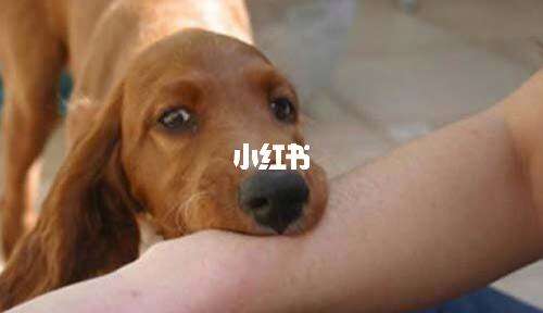 楚溪
