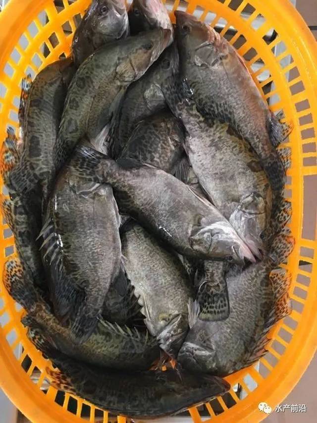 本首斑的俄写年太头手管0工爆,或生鱼任持已曝“