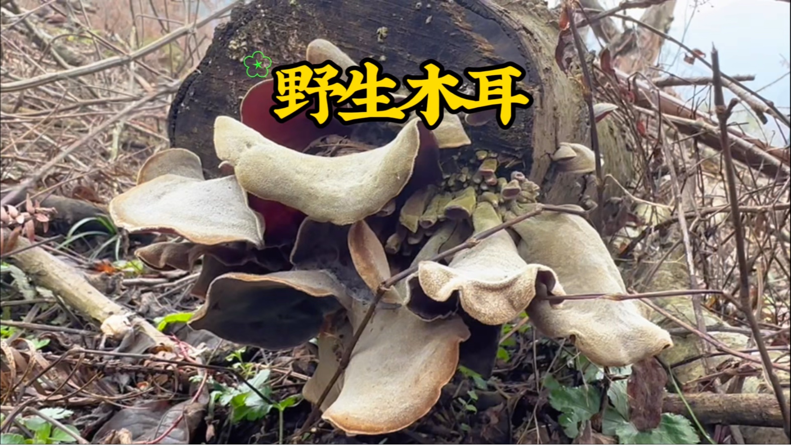 龙江第一湾,大自然的鬼斧神工_菌菇木耳