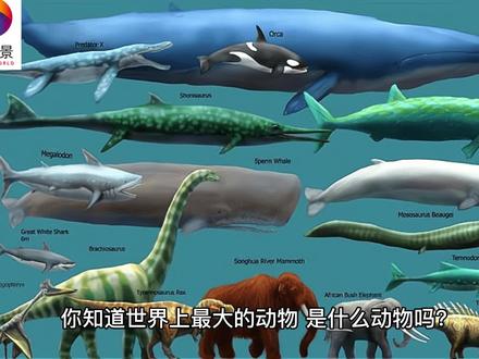 鲸鱼的世界,你了解多少?_科普/百科