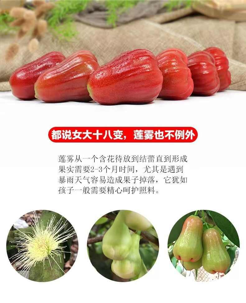 谯布侬