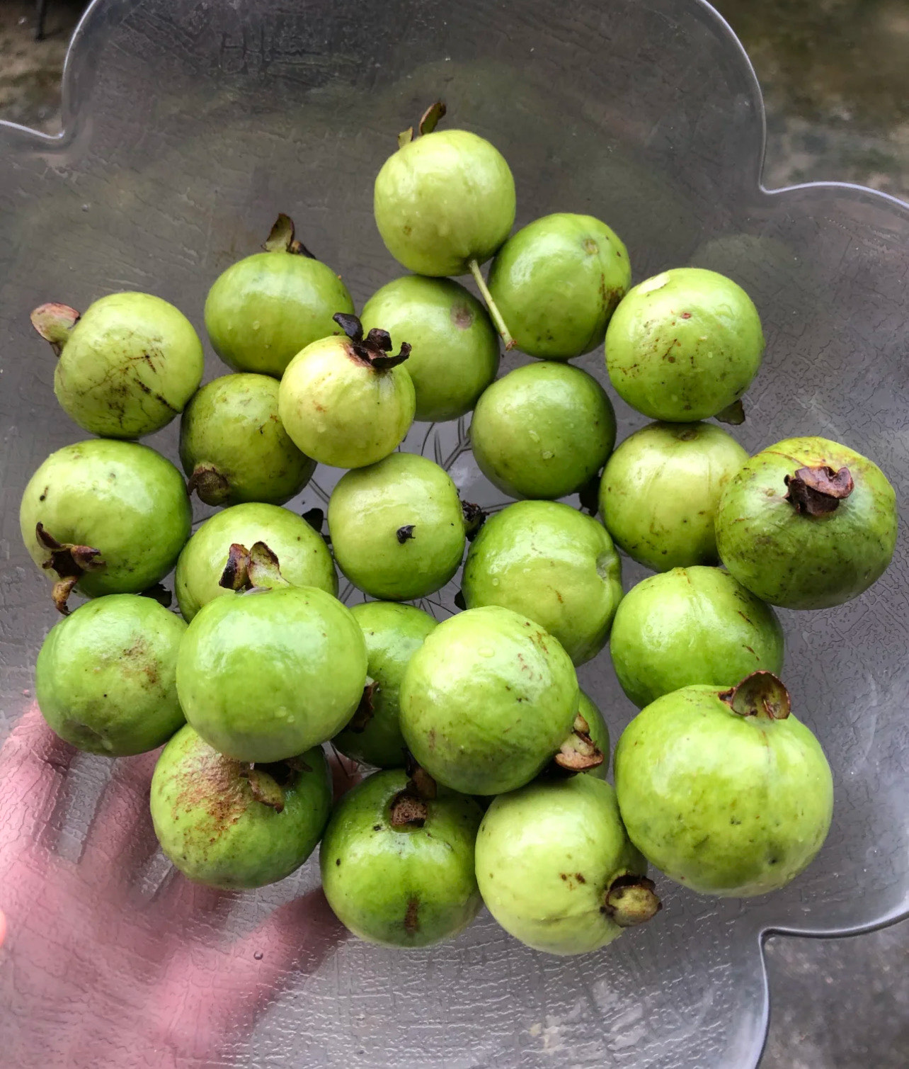 又名“鸡屎果”??名字不好听,就是好吃