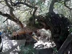五岳归来不看山,尸体图鉴看完不再看柯南