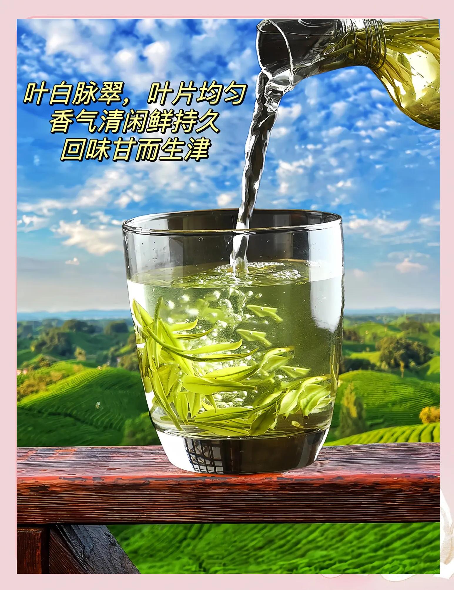 武阳春雨茶叶,一口茶香唇齿留香!_茶类