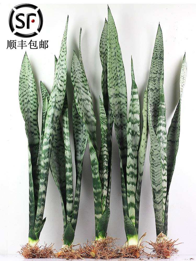 一种美丽独特有个性的绿植—金边虎皮兰