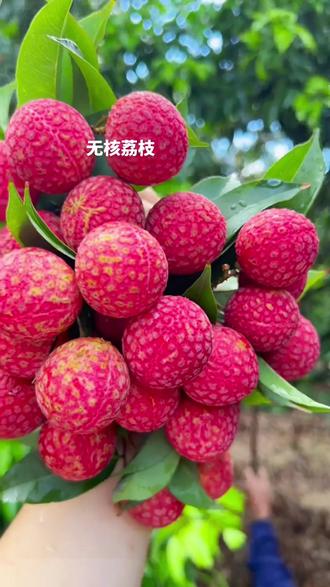 无核荔枝:果大无核,清甜多汁_新鲜水果