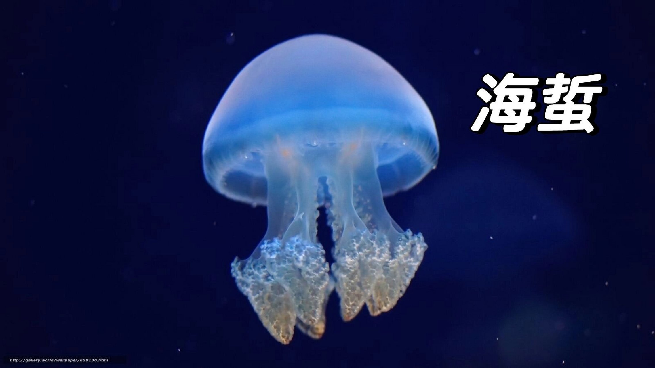 水母和海蜇的区别,别吃错了!_其他海鲜