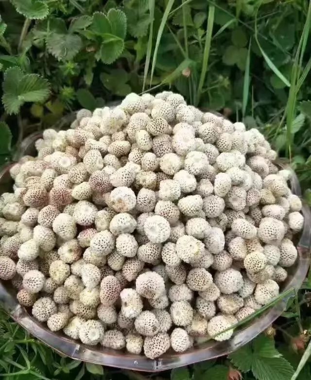 不时不食“旬”野菜——松针儿篇_大米