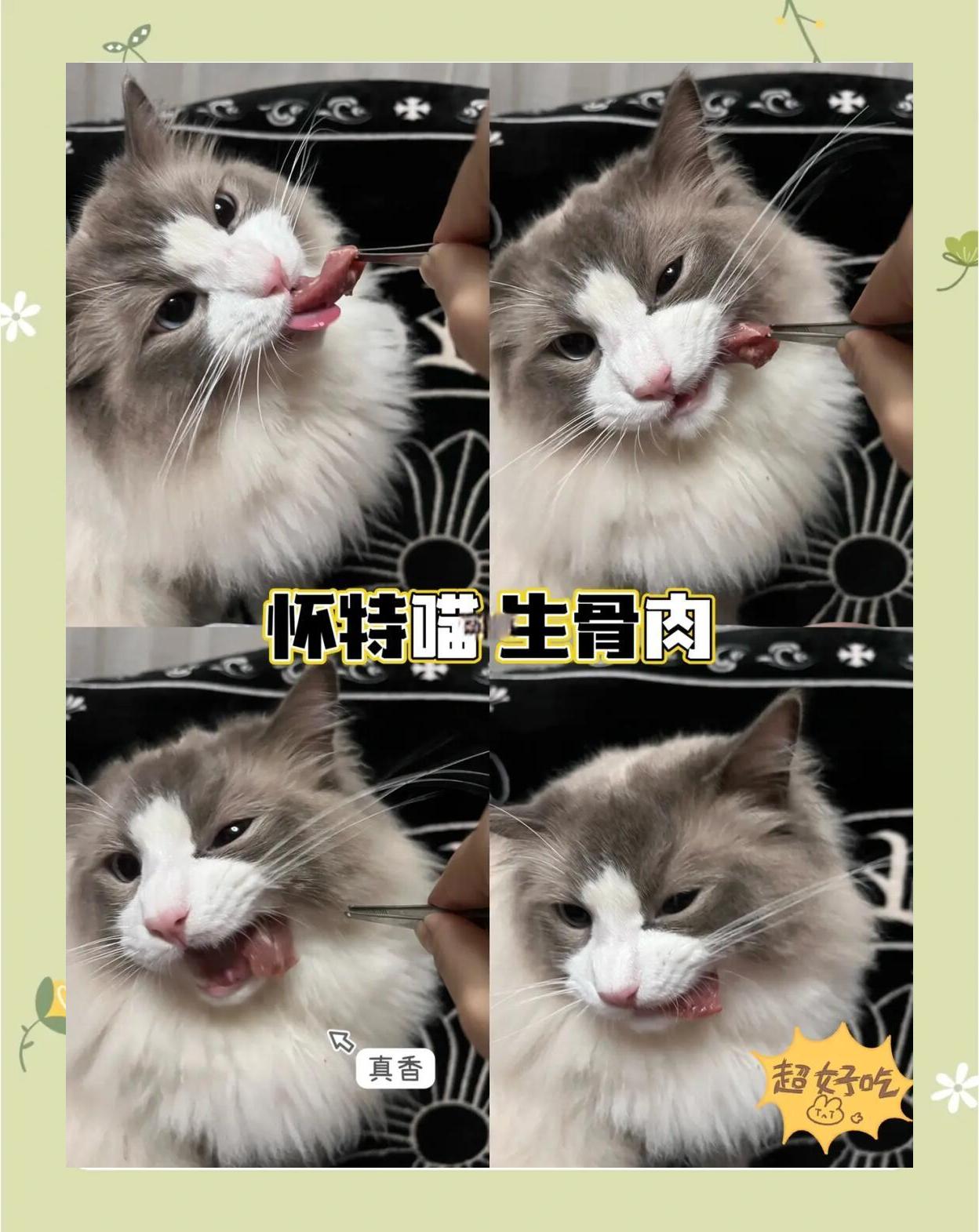 给猫咪喂食生骨肉的好处生骨肉的做法配方