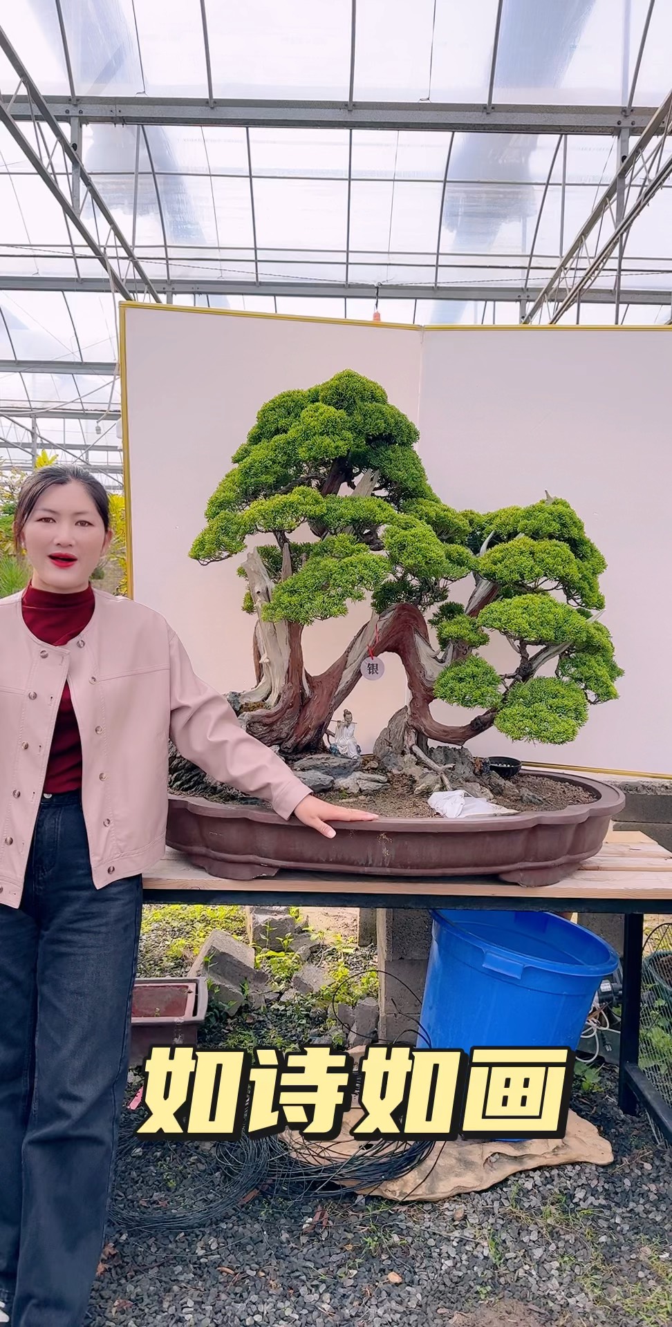 真柏盆景:自然与艺术的交融之美_盆栽