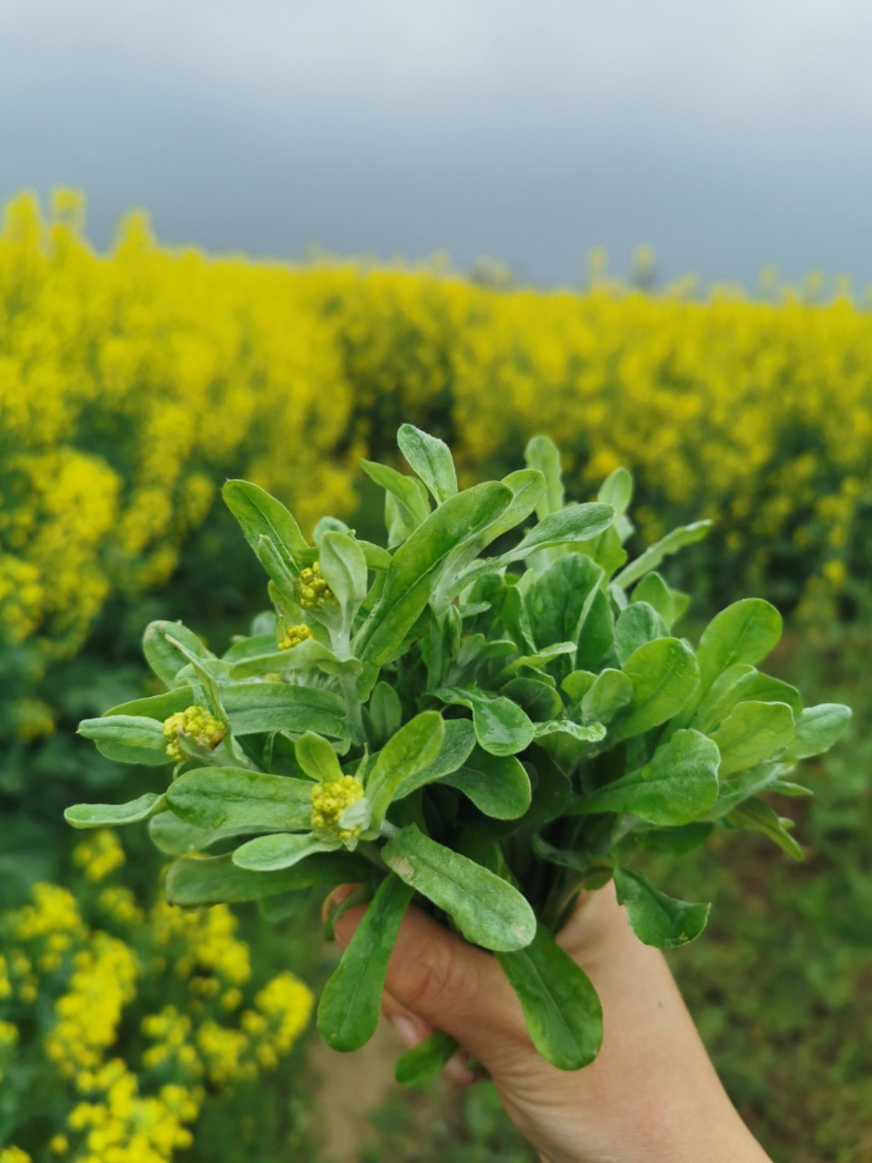 栋丽芳
