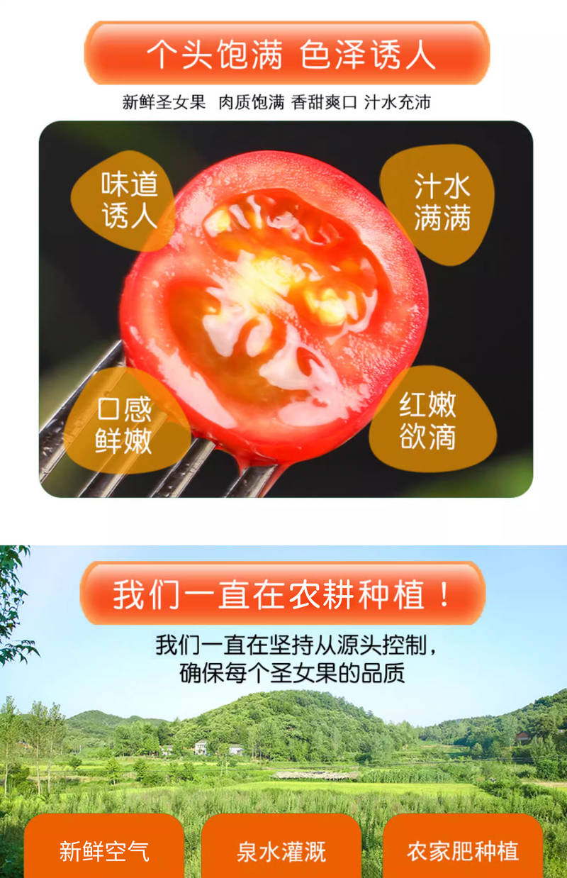 据说这个番茄是圣女果界的劳斯莱斯_蔬菜