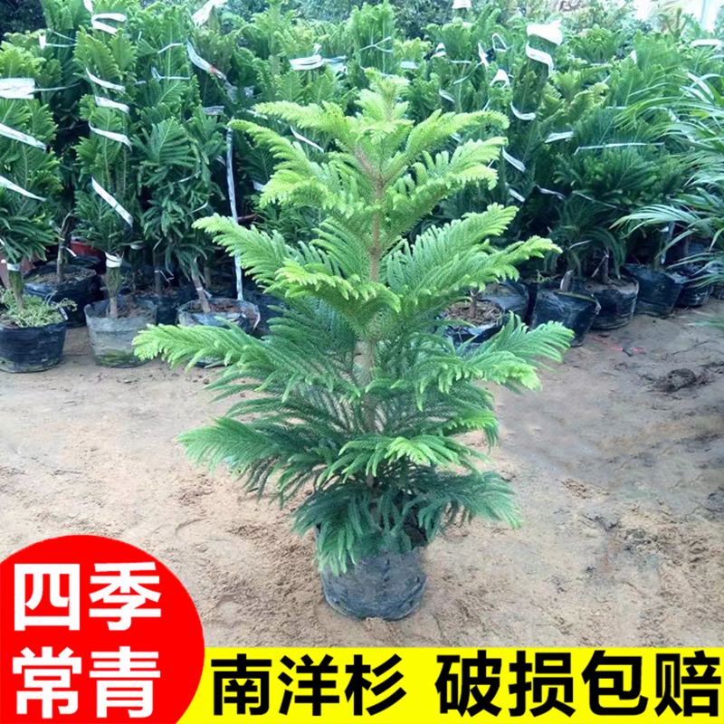 澳洲南洋杉,南半球的珍贵礼物!_盆栽