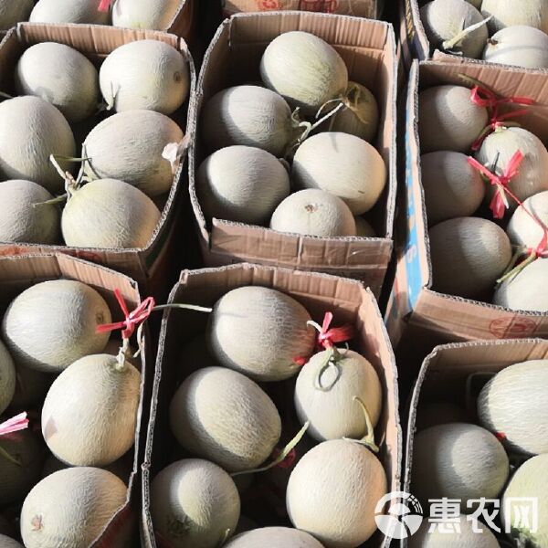 又甜又脆的网纹蜜瓜,你知道产自哪里嘛?