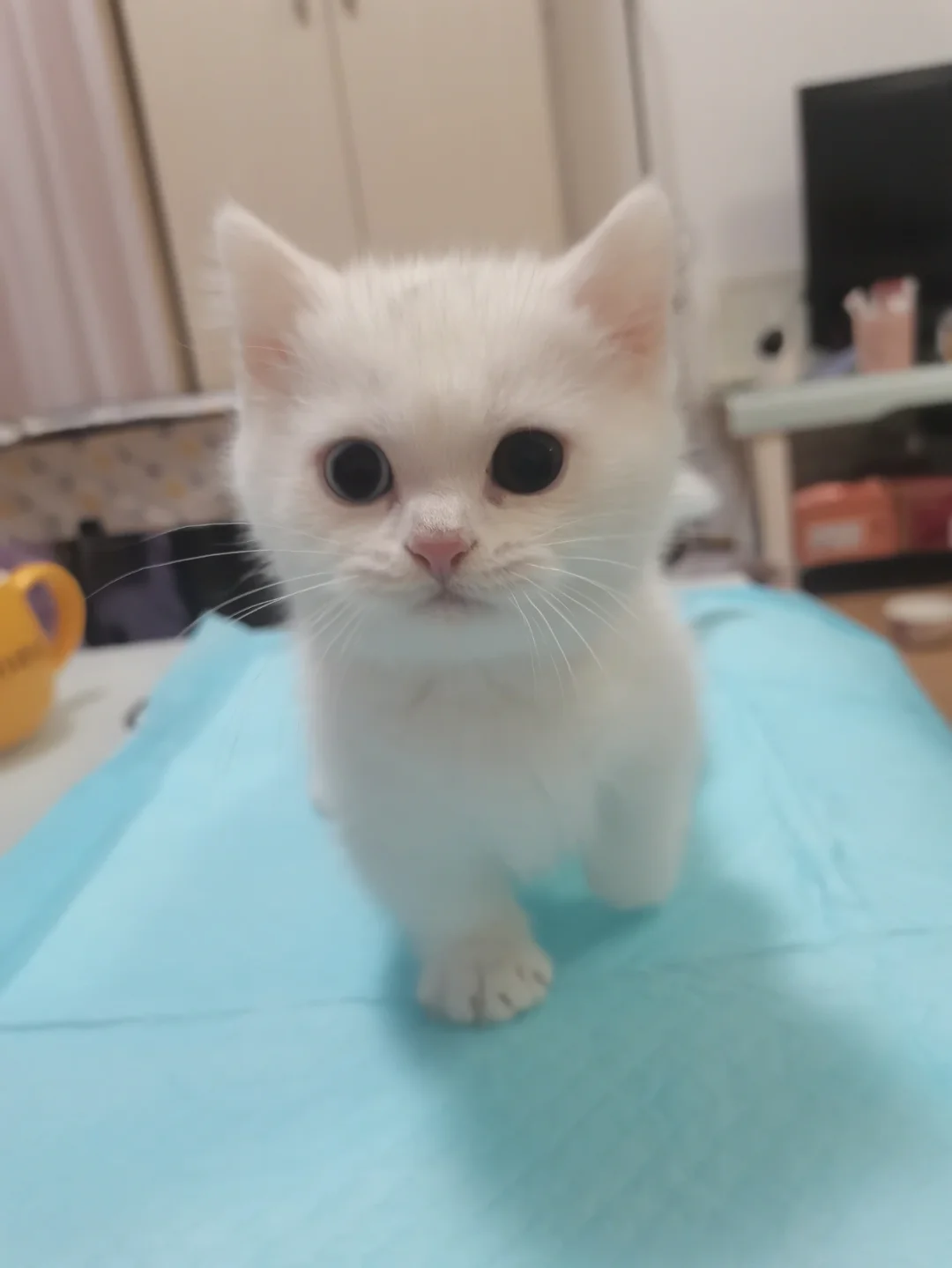 谁能拒绝一只纯白色的米努特呢!_猫咪