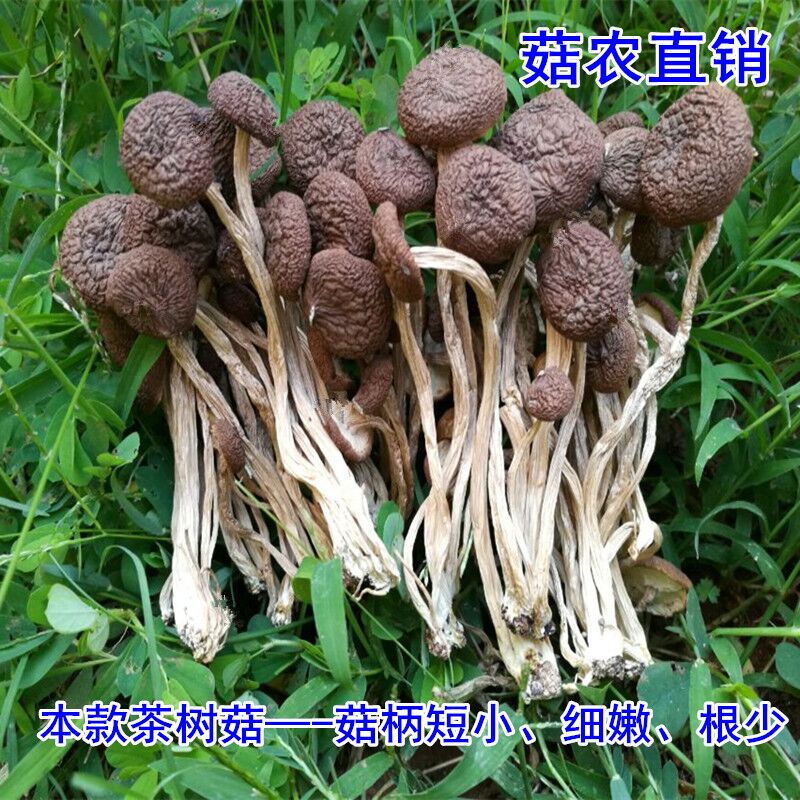 巫马嘉珍