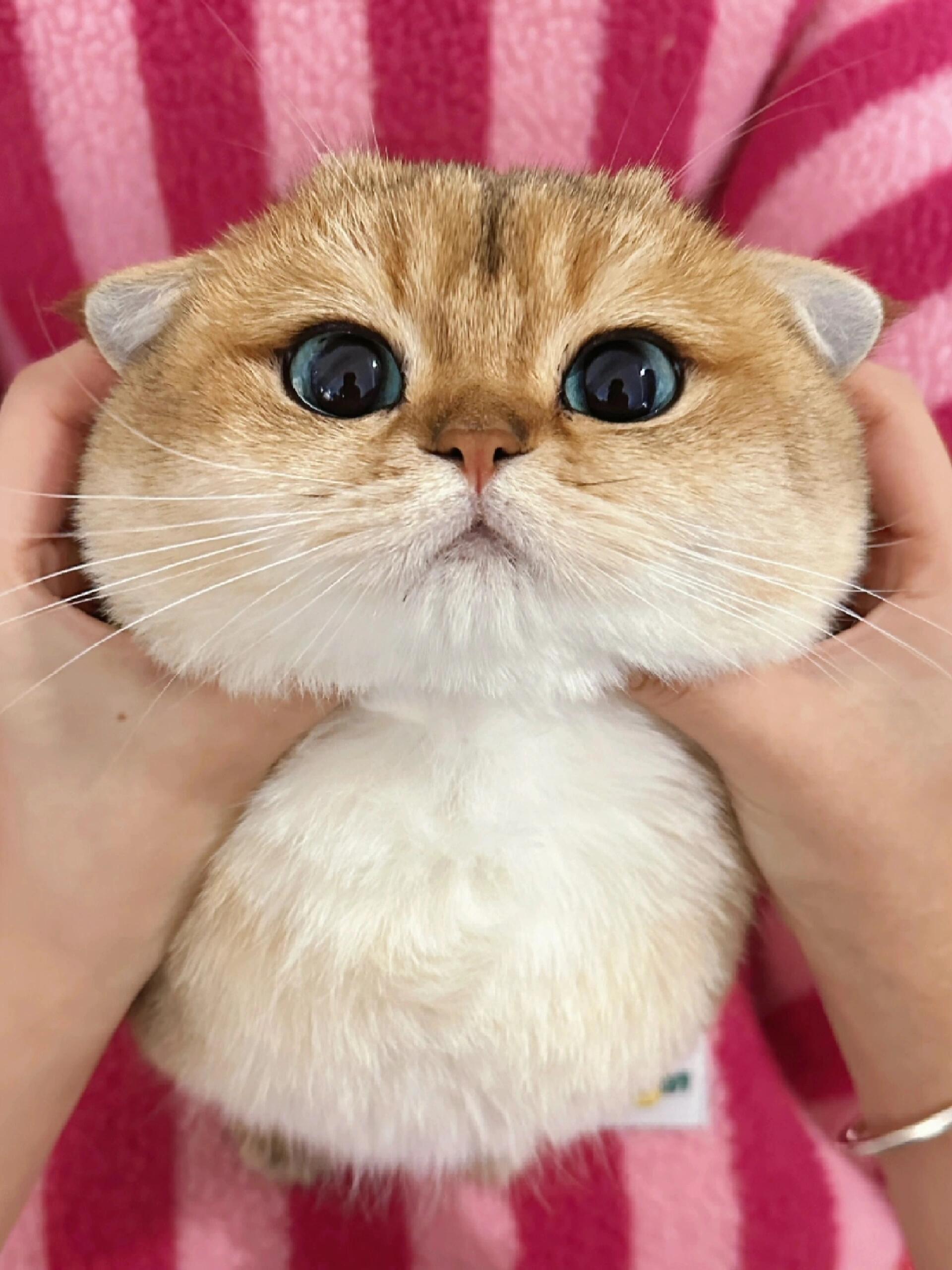 新手适不适合养“金渐层”???_猫咪