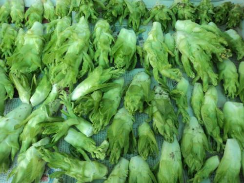 芥菜在中国究竟有多少个“分身”_蔬菜