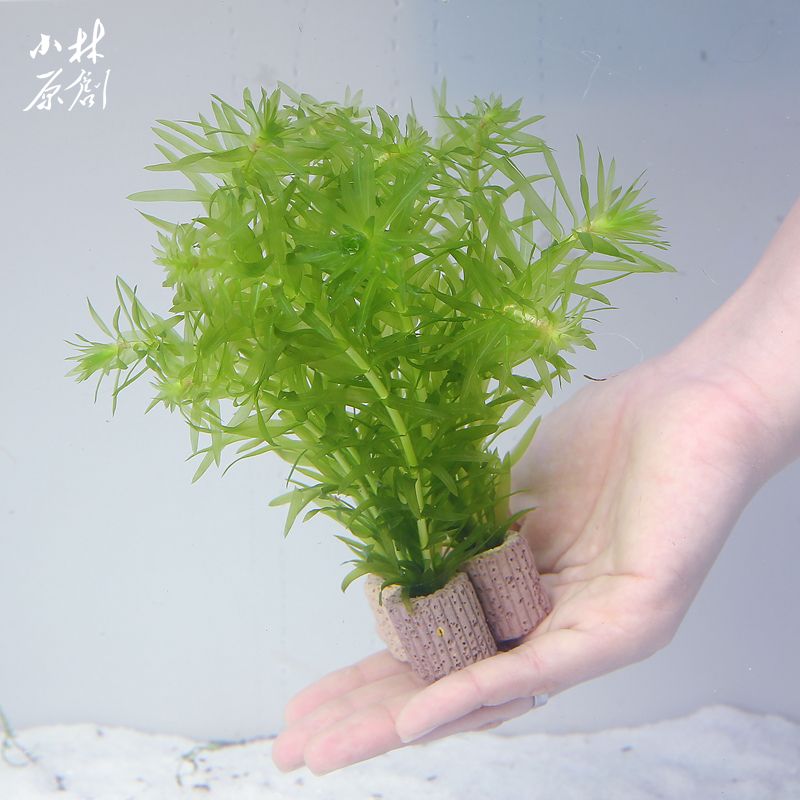 说说鱼缸里面最好养的蜈蚣草_造景装饰