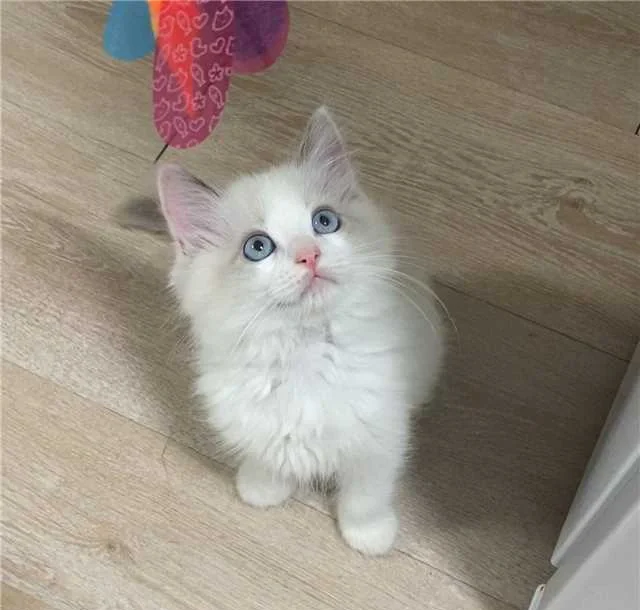 每天了解一种猫??布偶小猫咪_猫咪