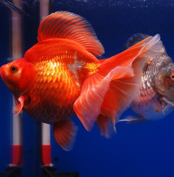 美丽的水族宠物,让你爱上水中世界～_