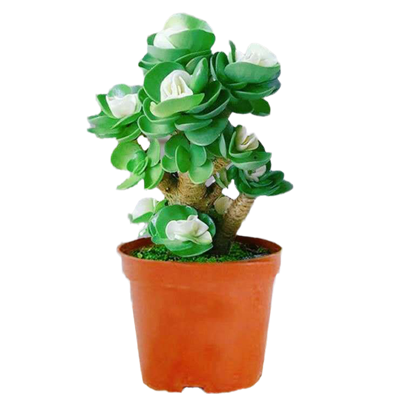 金钱木的种植方法和注意事项_鲜花绿植