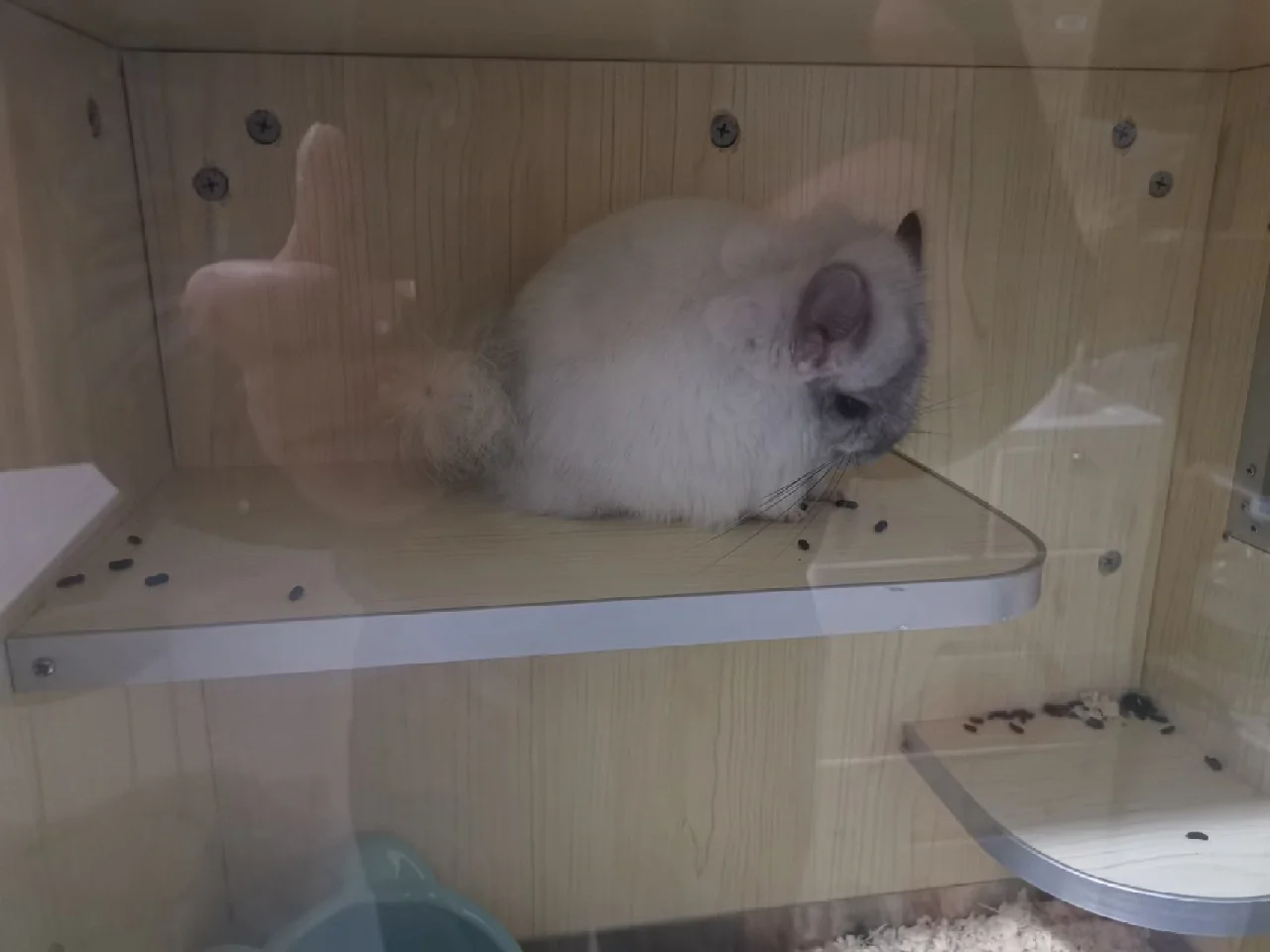 银斑龙猫小豆豆的成长日记_宠物用品