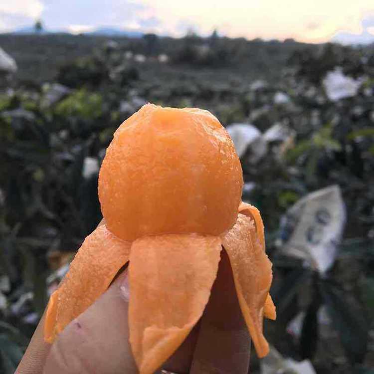 一口咬下,四川大五星枇杷的甜蜜诱惑!