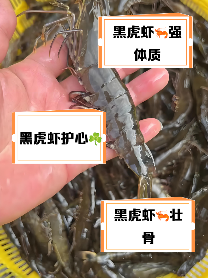黑虎虾煮多久能熟?黑虎虾煮熟需要多久