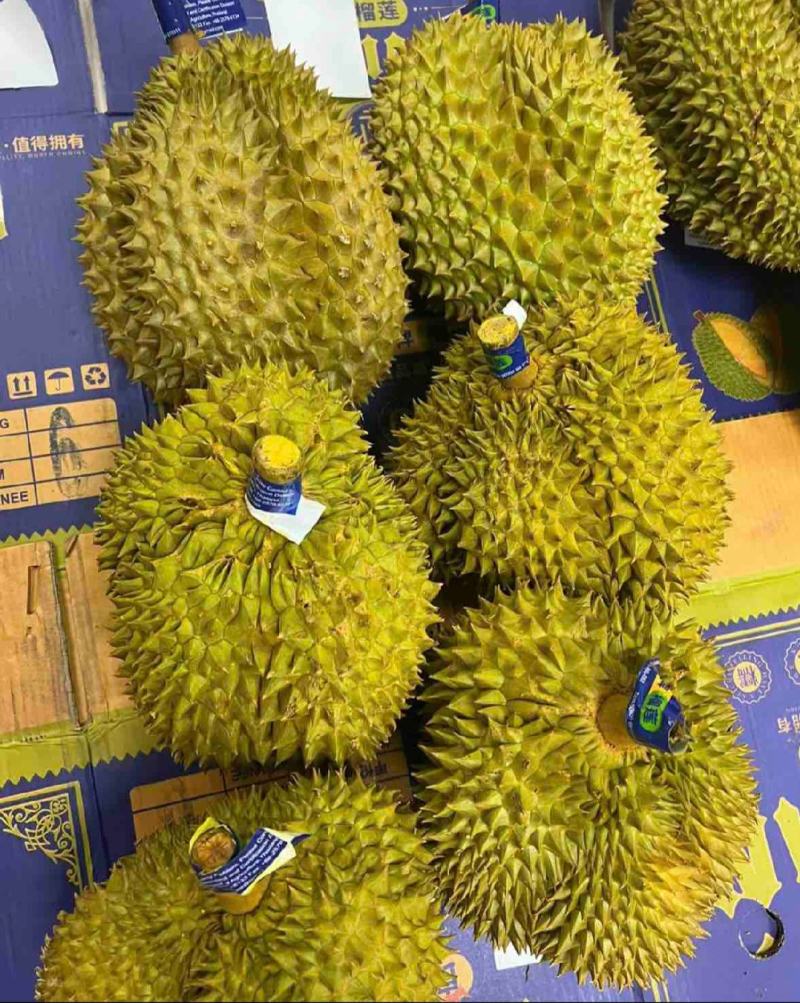 马来西亚苏丹王与泰国金枕头评测_榴莲