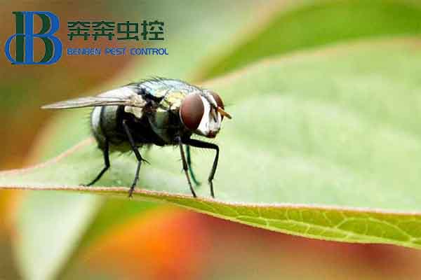 露天厨房苍蝇太多怎么办,特别是角落
