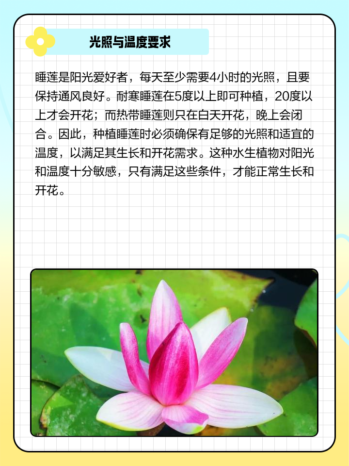 睡莲的种植方法浅谈睡莲家居种植技术