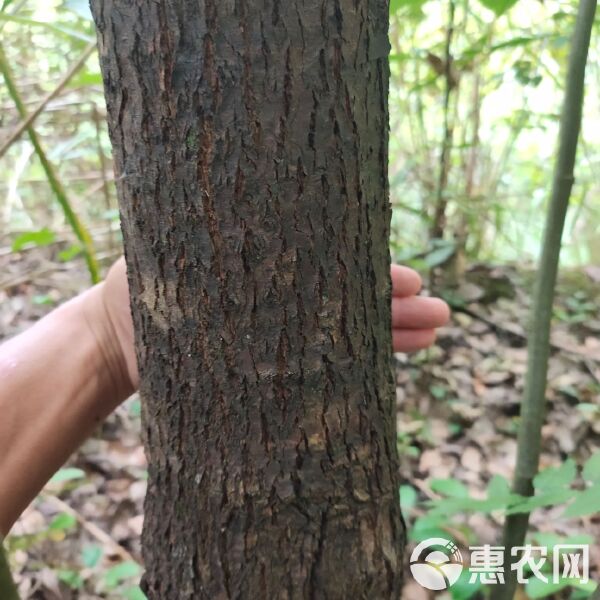 辛清晖