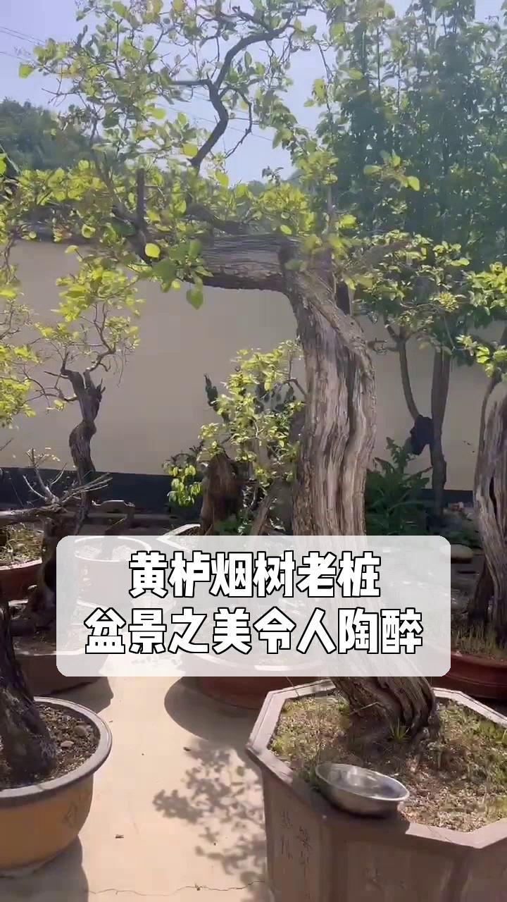黄芦树能在客厅里养吗