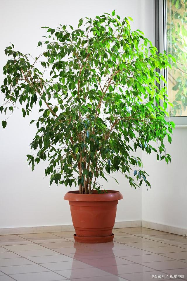 室内常绿植物有哪些?