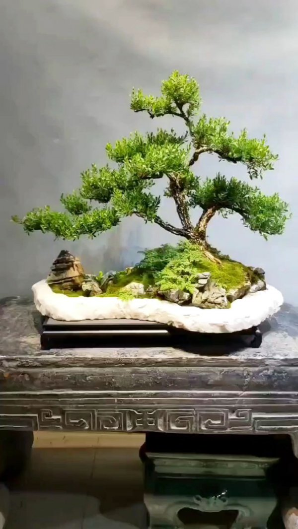 水黄杨黄杨有何不同?