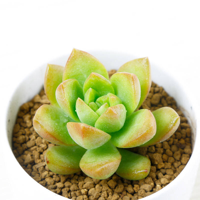 多肉植物若绿如何养殖?