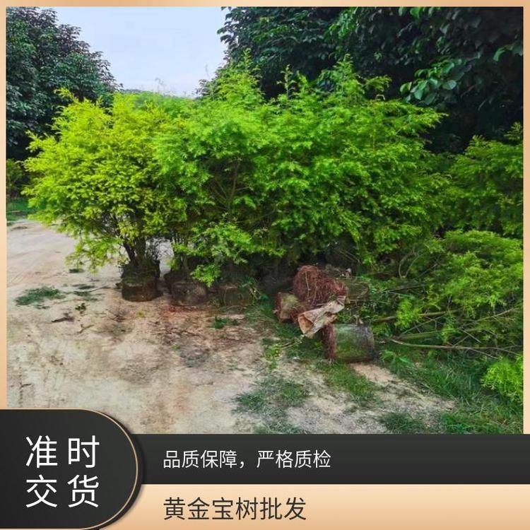 黄金宝树的种植方法是什么