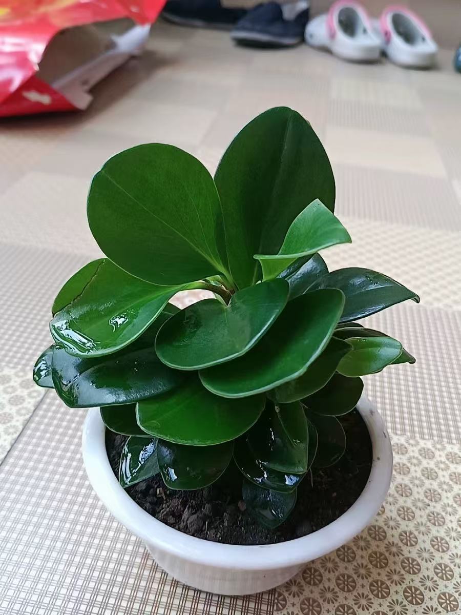 青叶碧玉放在卧室可以吗有什么作用