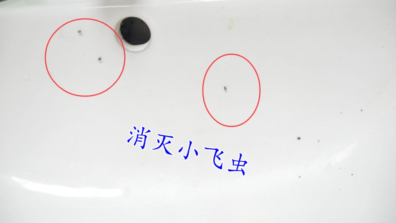 卫生间里有软体虫子,这是什么虫子怎么去除
