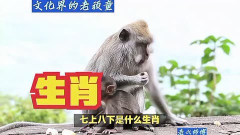 四海为家打一个生肖是什么动物正确生肖是哪个