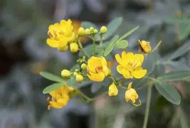 【M9豌豆荚下载】魅族M9豌豆荚8.2.5.1免费下载