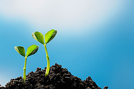 感受生命的力量植物种子发芽高清组图_高清新闻
