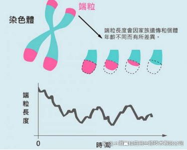 端粒长度检测机构