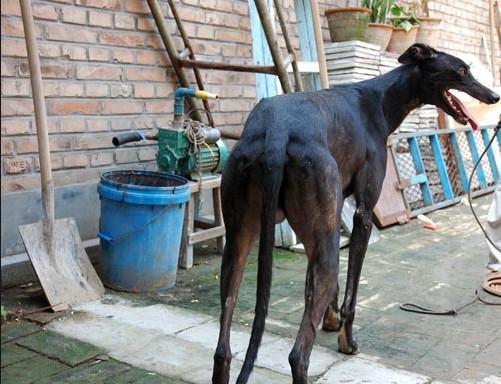 繁殖基地出售细狗灵缇犬格力犬山东振麒家训犬基地