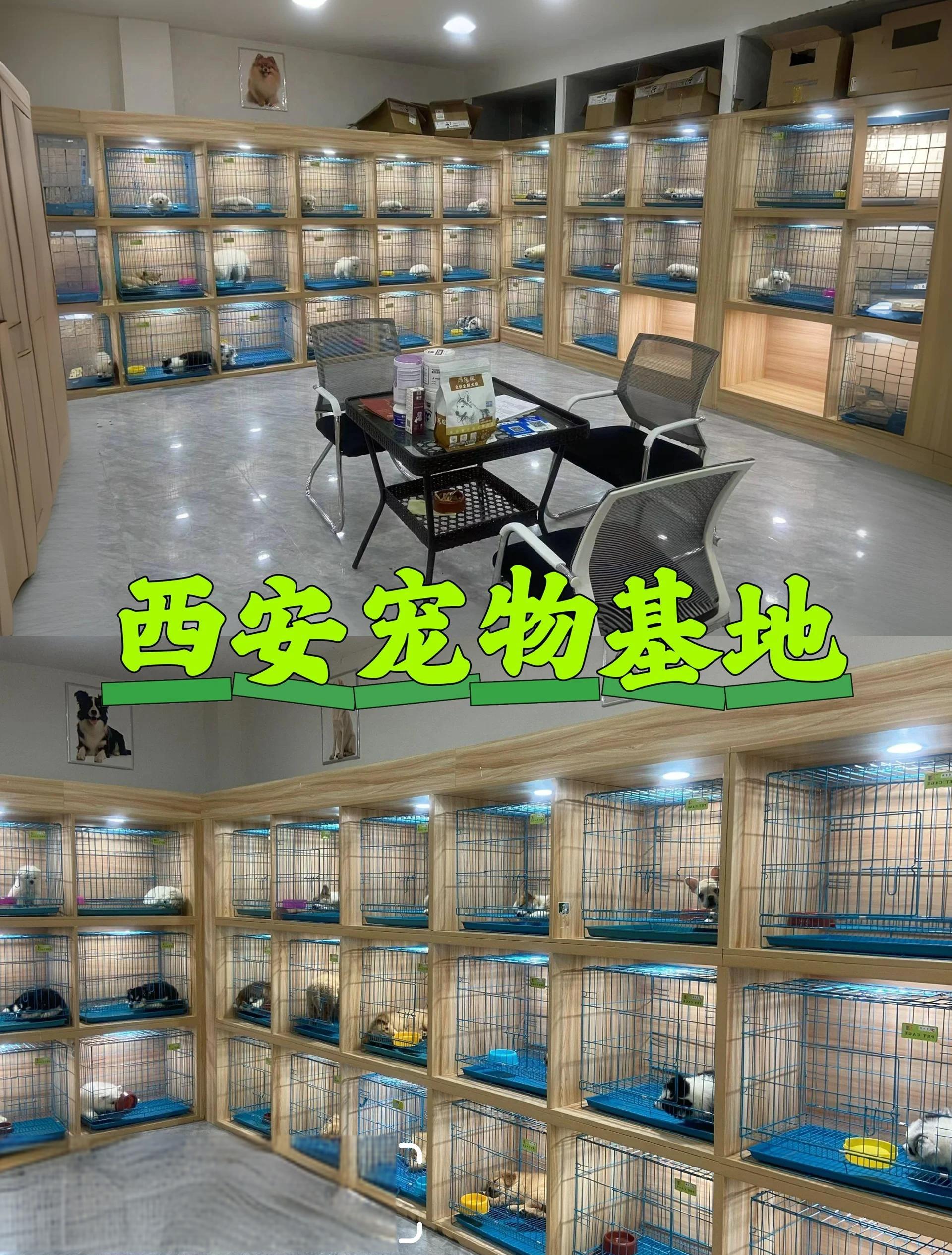 猫狗,鹦鹉等活体宠物要怎样才能在电商平台上架售卖?