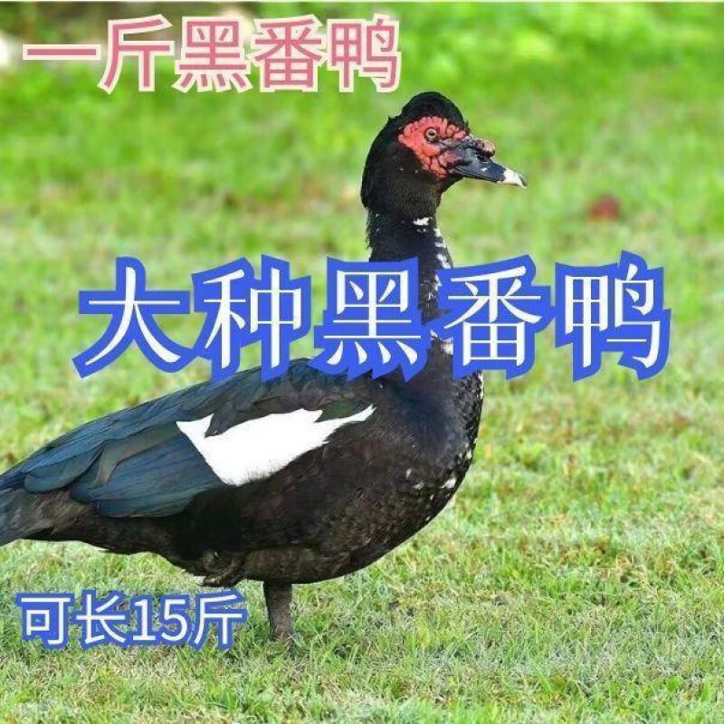 鸭苗批发/花洋鸭苗/白花洋鸭苗/黑洋鸭苗/鹅苗