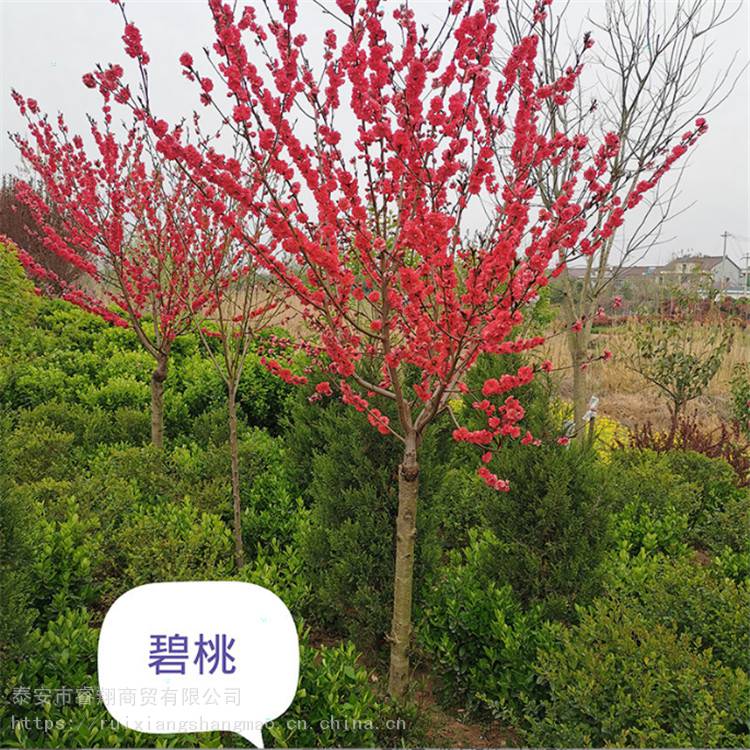 红叶碧桃泰安红叶碧桃供应红叶碧桃促销红叶碧桃